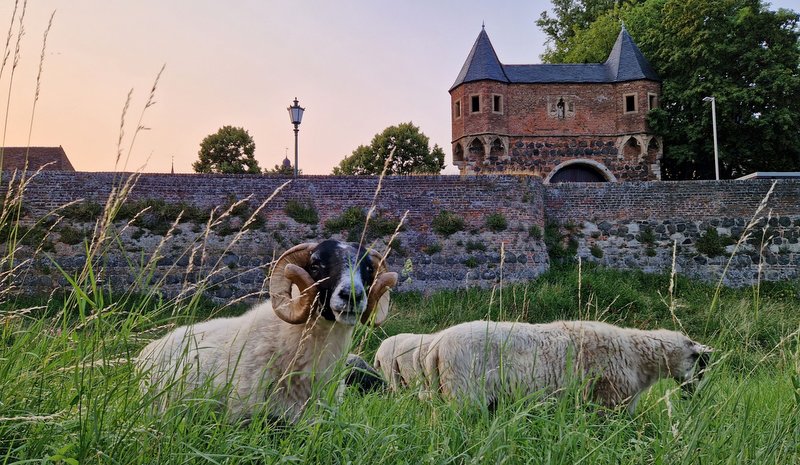 Mit dem Foto „Abendspaziergang in Zons“ gehörte die Dormagenerin Verena Endres zu den Gewinnern des Fotowettbewerbs 2023