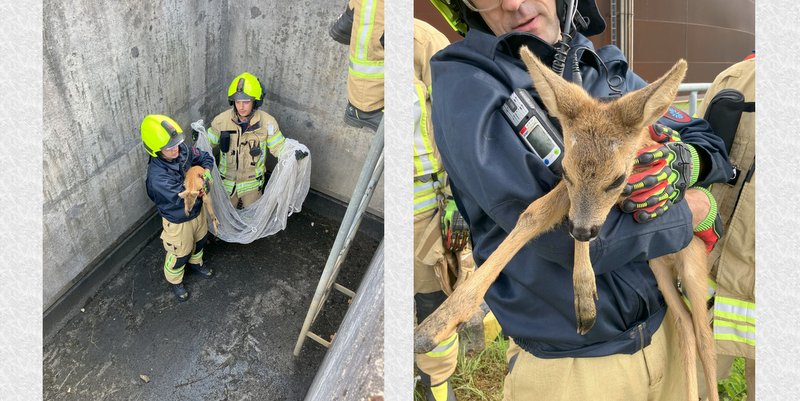 Das Rehkitz wurde von der Feuerwehr aus dem Schacht geholt