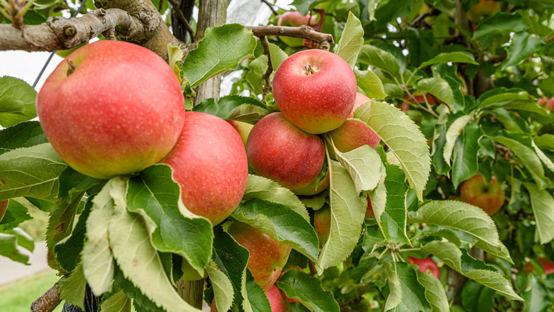 Einfach nur lecker: Äpfel aus dem eigenen Garten