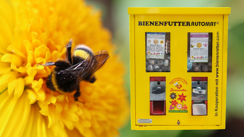 Saatgut für Bestäuber: Der Bienenfutterautomat ist wieder befüllt