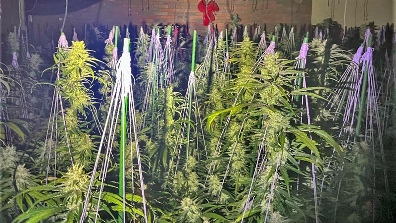 In Zons wurde offenbar in großem Stil Cannabis angebaut 