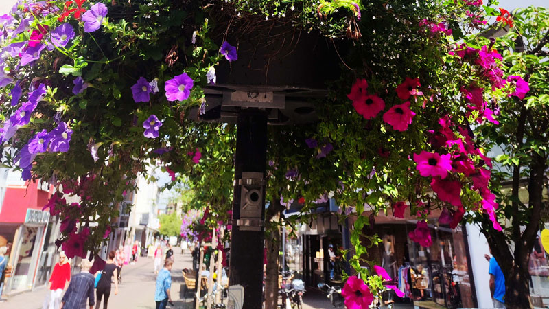Sommerlicher Blumenschmuck in der City