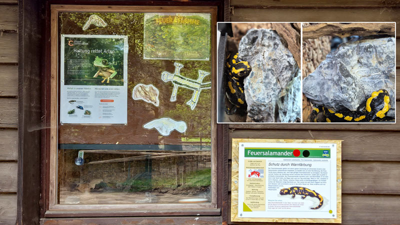 Die Infotafel über dem Terrarium der Feuersalamander wurde vom im Tannenbusch ansässigen Waldkindergarten Dormagen e.V. gestaltet