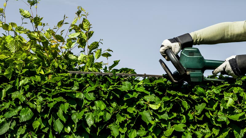 Ab März gilt auch in privaten Gärten ein Fäll- und Schnittverbot