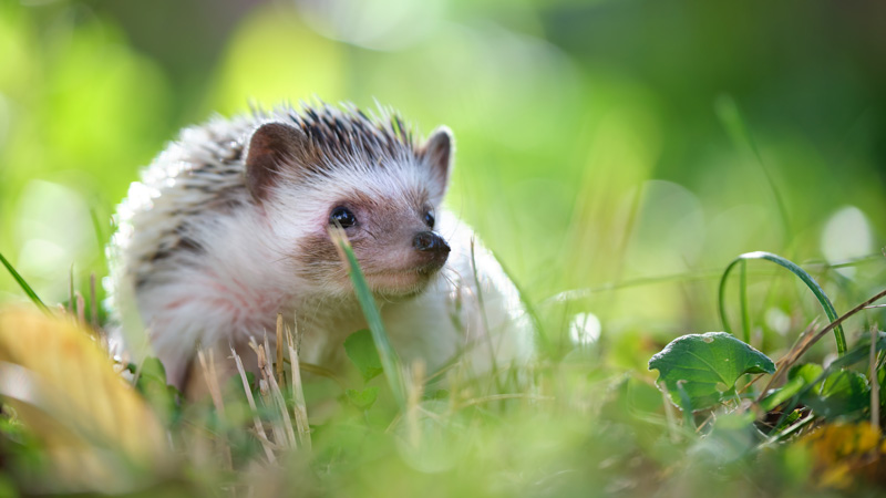 Igel finden bei Trockenheit weniger Nahrung