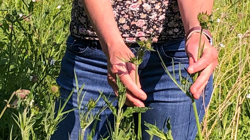 Sylvie Coté weiß, wo Kräuter für die Gründonnerstagssuppe zu finden sind