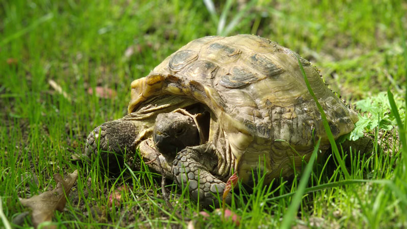Eine der beiden Landschildkröten erholt sich in ihrem neuen Zuhause im Tannenbusch