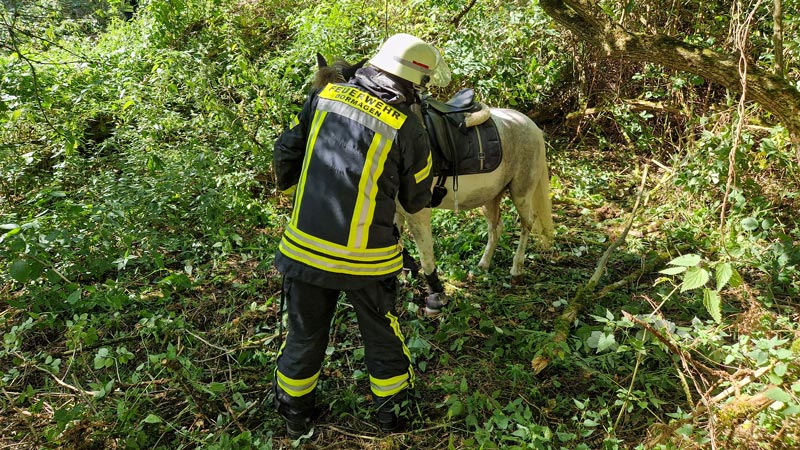 Die Feuerwehr rettet das Pferd aus dichtem Brombeergestrüpp