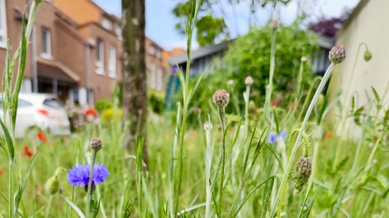 Für die städtischen Grünflächen soll ein ökologisches und effizientes Pflegekonzept erstellt werden