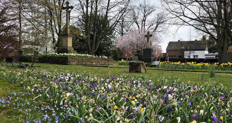 Am Friedhof an der Nettergasse wurden etwa 53.000 Zwiebeln eingebracht