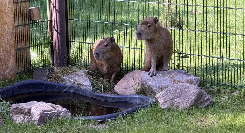Dormagen: Die weiblichen Capybaras leben seit kurzem im Tannenbusch