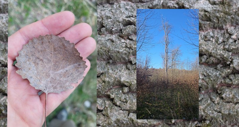 Zitterpappel, Falllaub im April und die Rinde im Alter