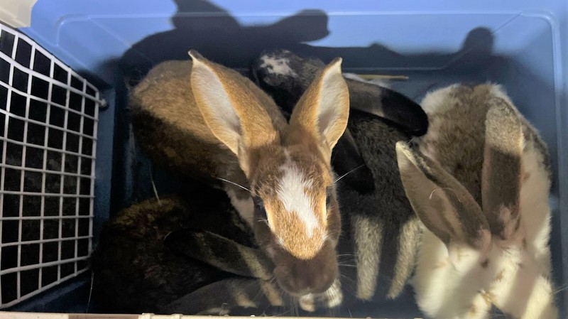 Die sichergestellten Kaninchen