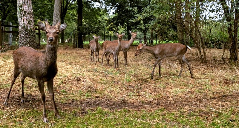 Fünf neugierige Sikahirsche freuen sich auf Besuch im Tannenbusch