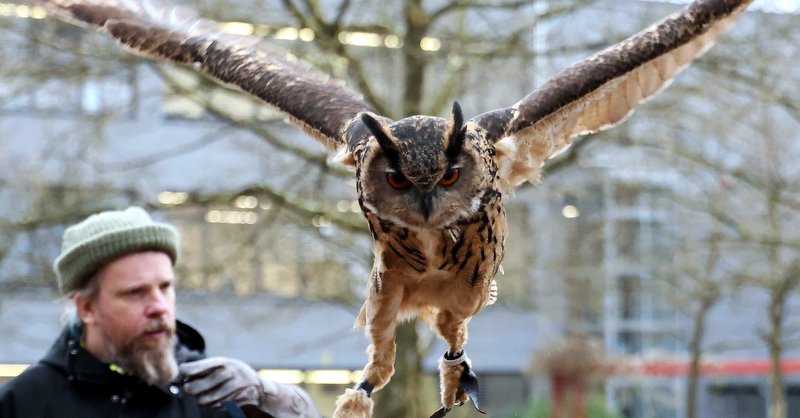 Falken, Uhus und Harris Hawks präsentieren sich als wahre Stars der Lüfte - In den Wald eintauchen und spannende Erfahrungen sammeln, das ist in der Tannenbuschwoche möglich