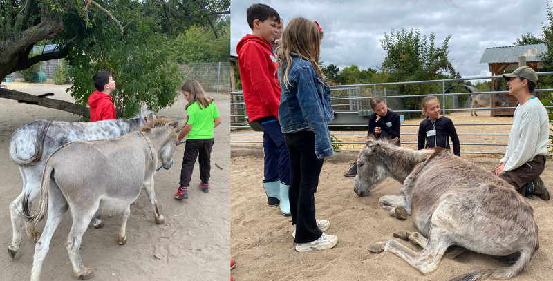 Die Kinder verbrachten zwei spannende Stunden im Eselpark Zons