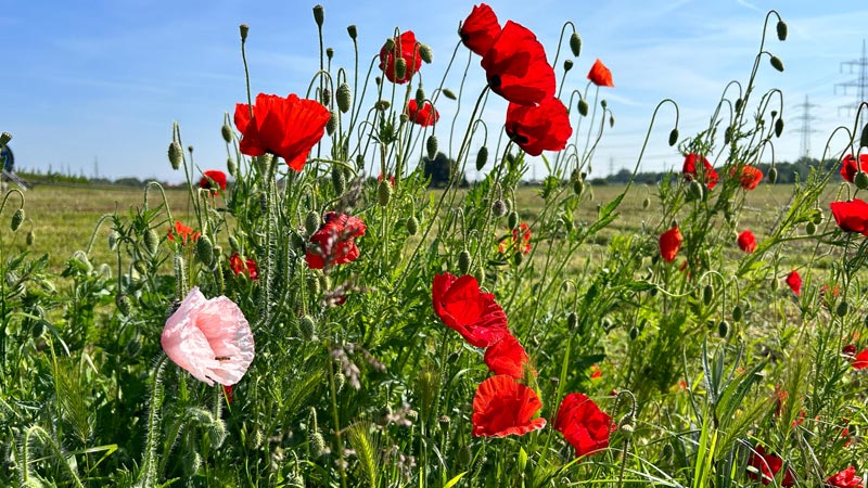 Wildblumen fördern die Artenvielfalt und sind für Insekten unverzichtbar